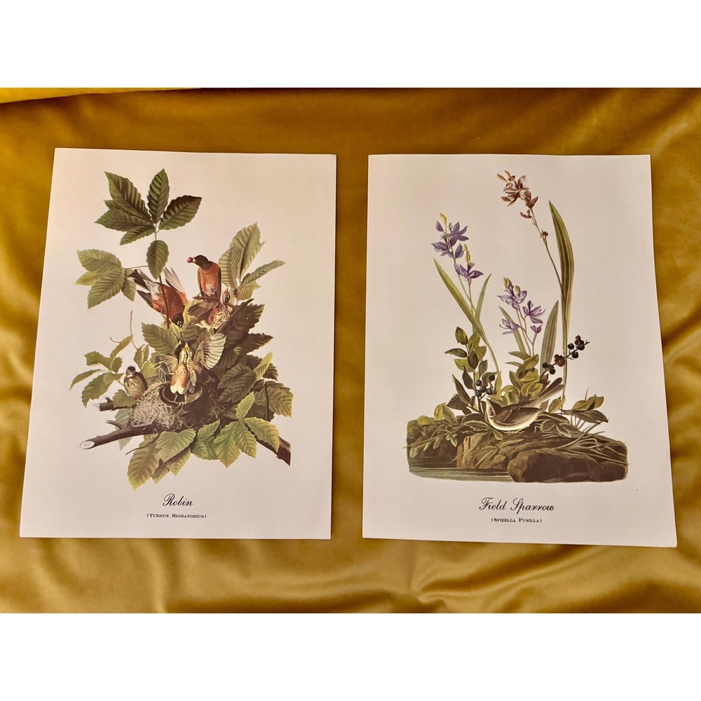 Vintage Audubon Bird Prints Set of 2 – Robin & Field Sparrow